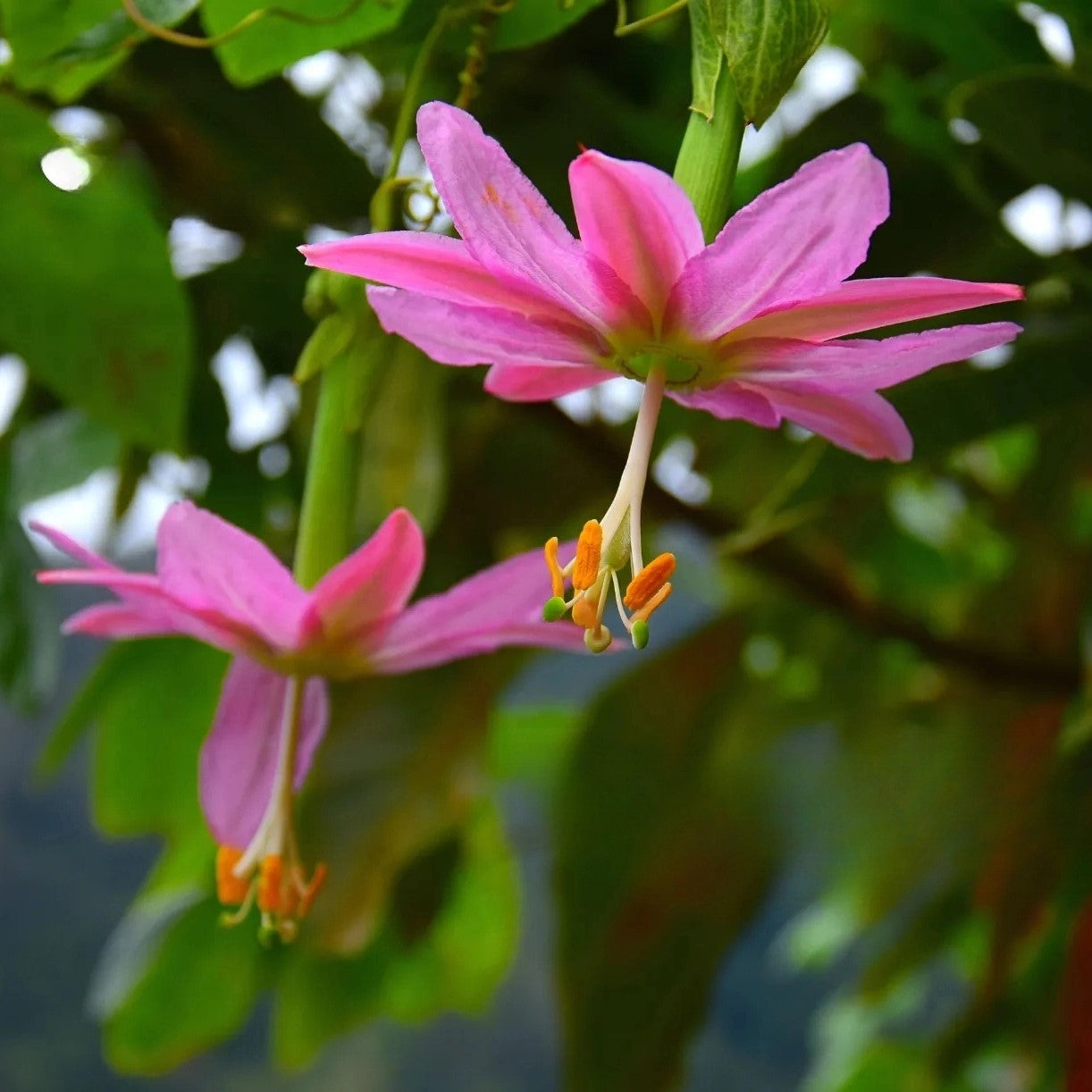 Banana Passionfruit - 10 seeds (Passiflora mollissima)