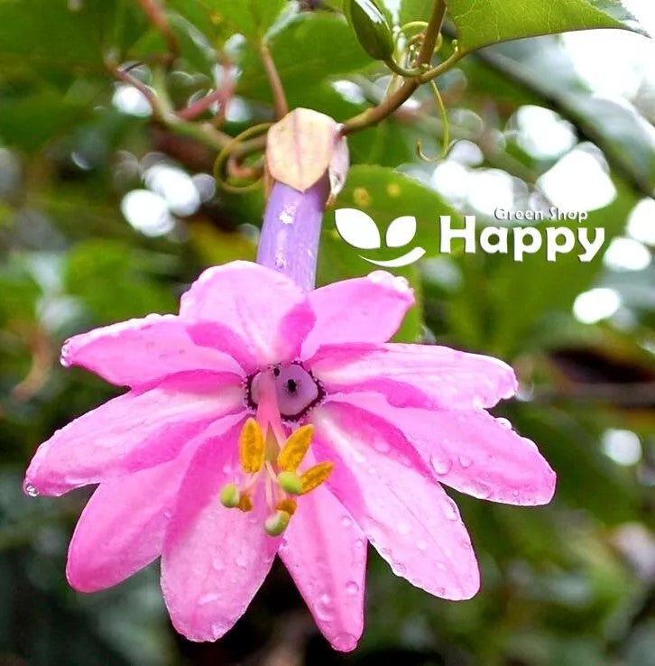 Banana Passionfruit - 10 seeds (Passiflora mollissima)