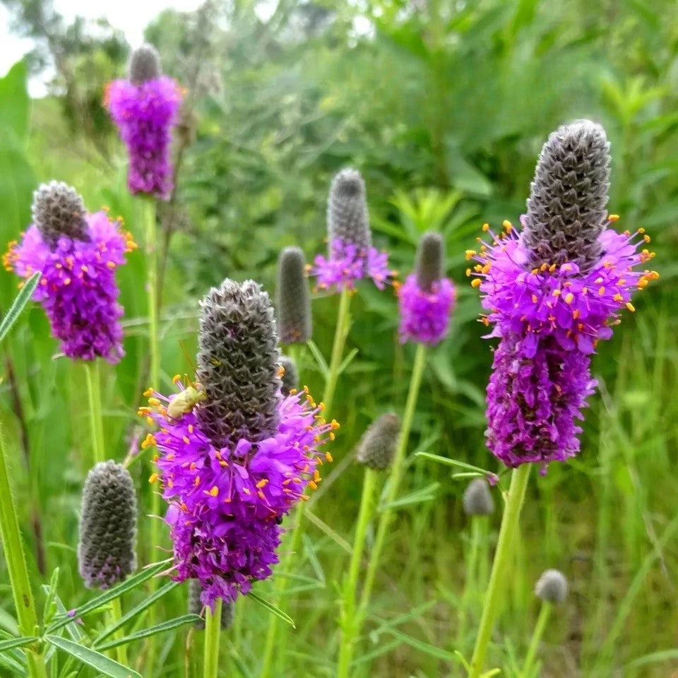 Purple Prairie Clover - 300 seeds (Dalea purpurea)