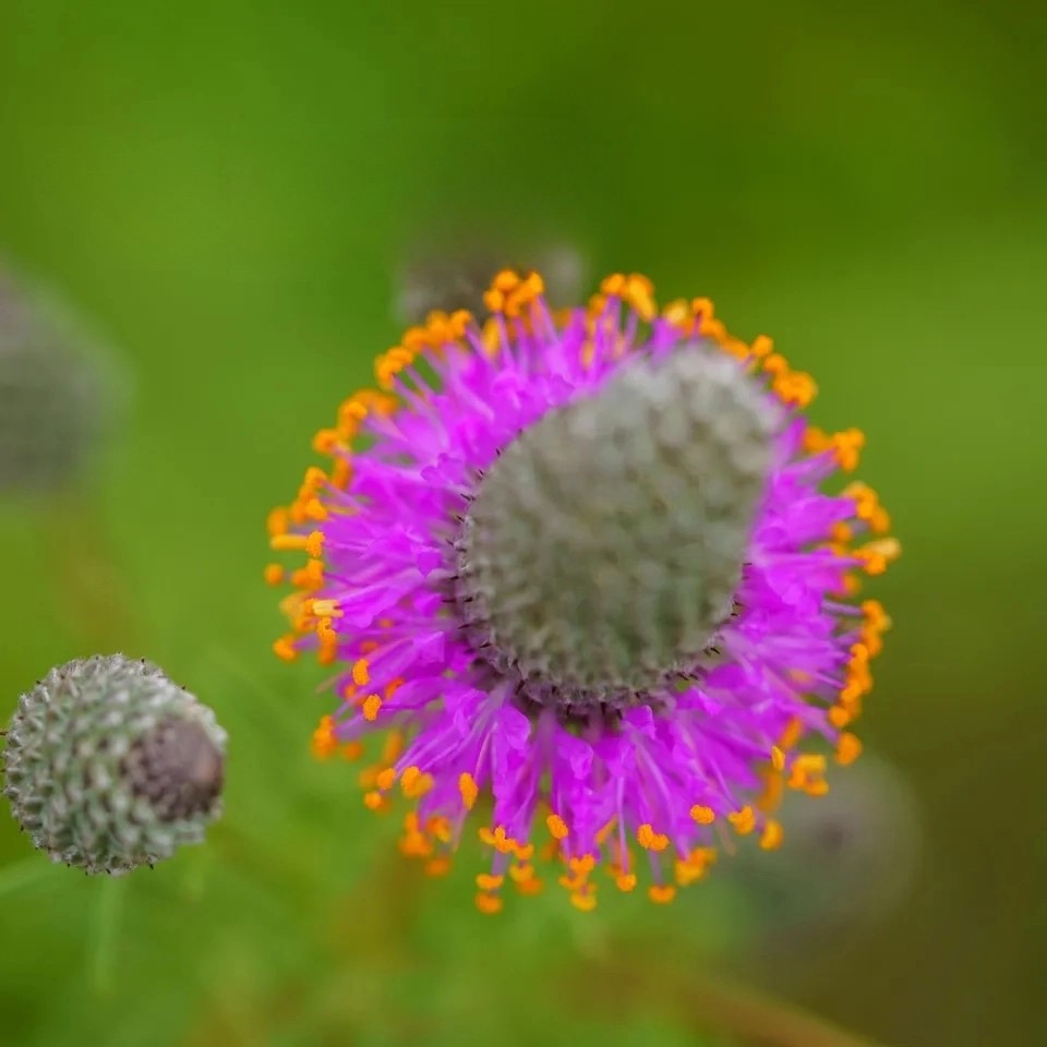 Purple Prairie Clover - 300 seeds (Dalea purpurea)