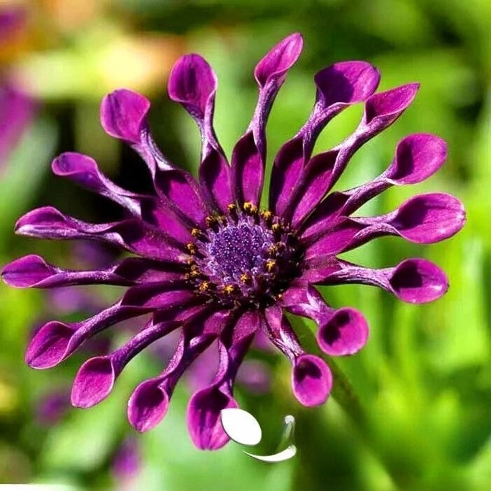 African Daisy `Ballade` mix - 10 seeds (Osteospermum ecklonis)