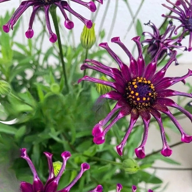African Daisy `Ballade` mix - 10 seeds (Osteospermum ecklonis)