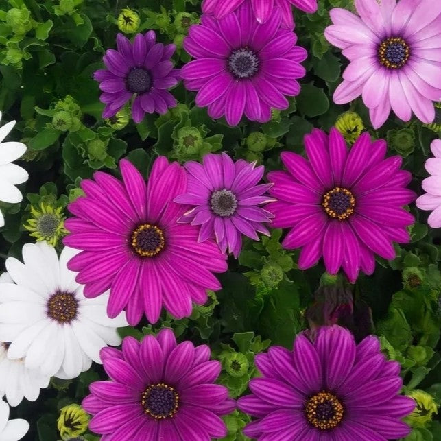 African Daisy `Ballade` mix - 10 seeds (Osteospermum ecklonis)