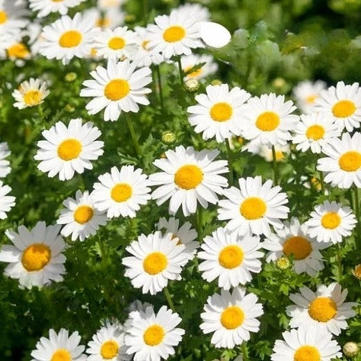 Snowland Daisy `Pure White - 1000 seeds (Chrysanthemum paludosum)
