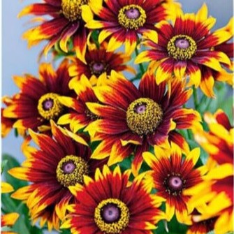 Coneflower `Orange Fudge` - 600 seeds (Rudbeckia Hirta)