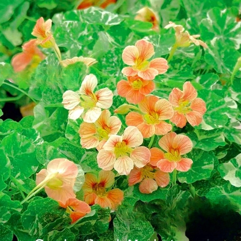 Nasturtium Tom Thumb Alaska Salmon - 20 seeds (Tropaeolum nanum)