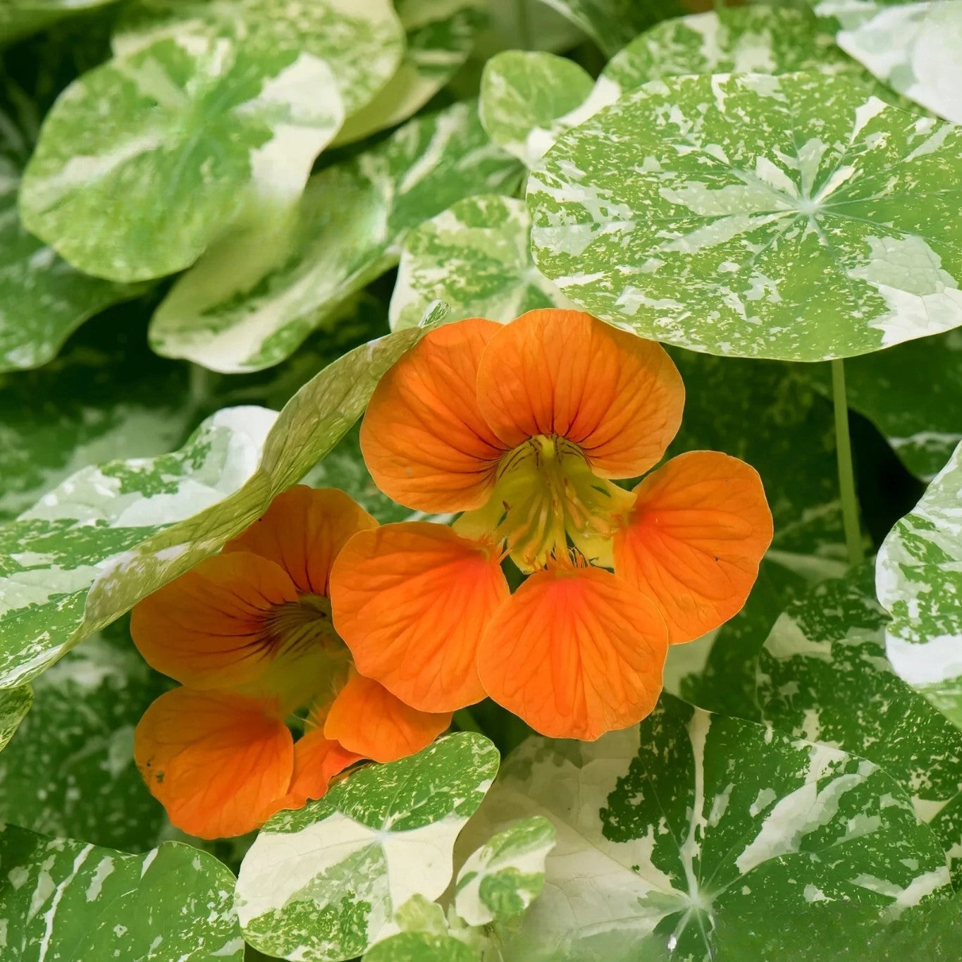 Nasturtium Tom Thumb Alaska Salmon - 20 seeds (Tropaeolum nanum)