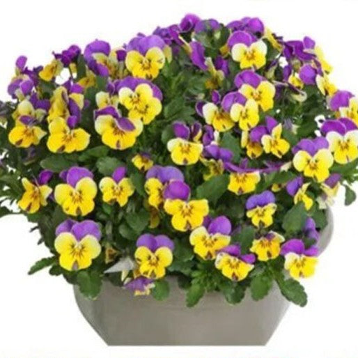 Horned Pansy 'John Jump Up' Helen Mount - 250 seeds (Viola cornuta)