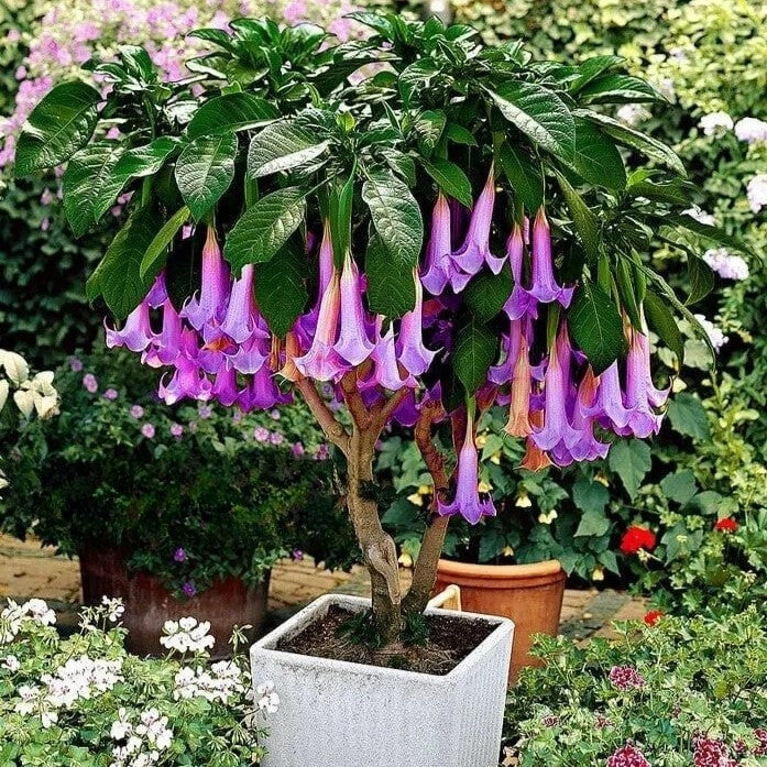 Angel's Trumpets Purple - 6 seeds (Datura brugmansia)