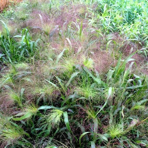 Panic Grass Frosted Explosion - 400 seeds (Panicum elegans)