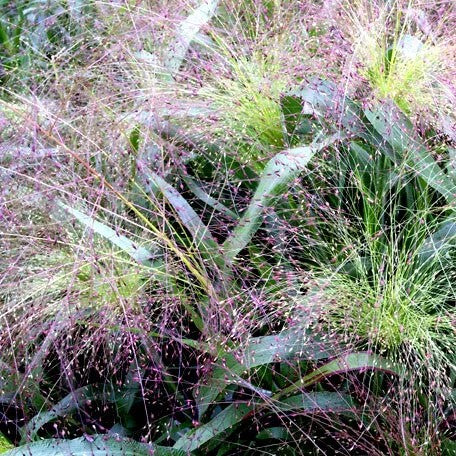 Panic Grass Frosted Explosion - 400 seeds (Panicum elegans)