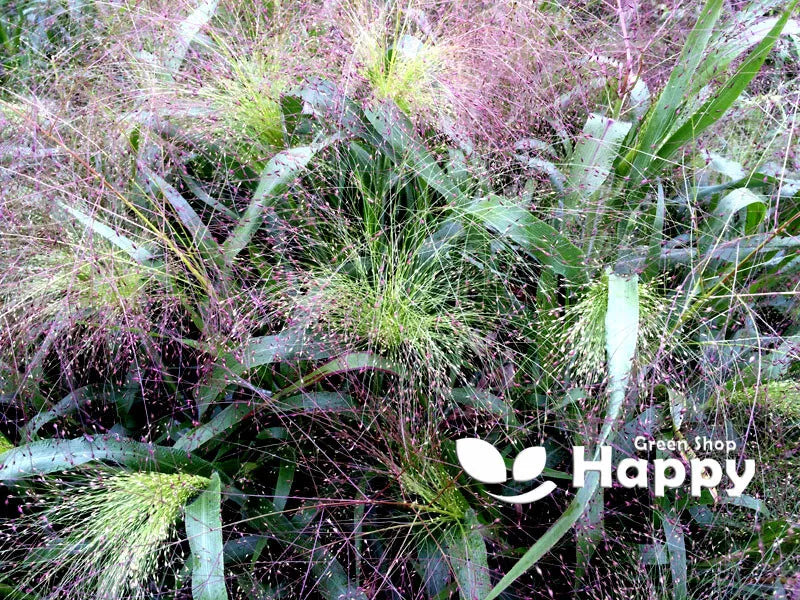Panic Grass Frosted Explosion - 400 seeds (Panicum elegans)