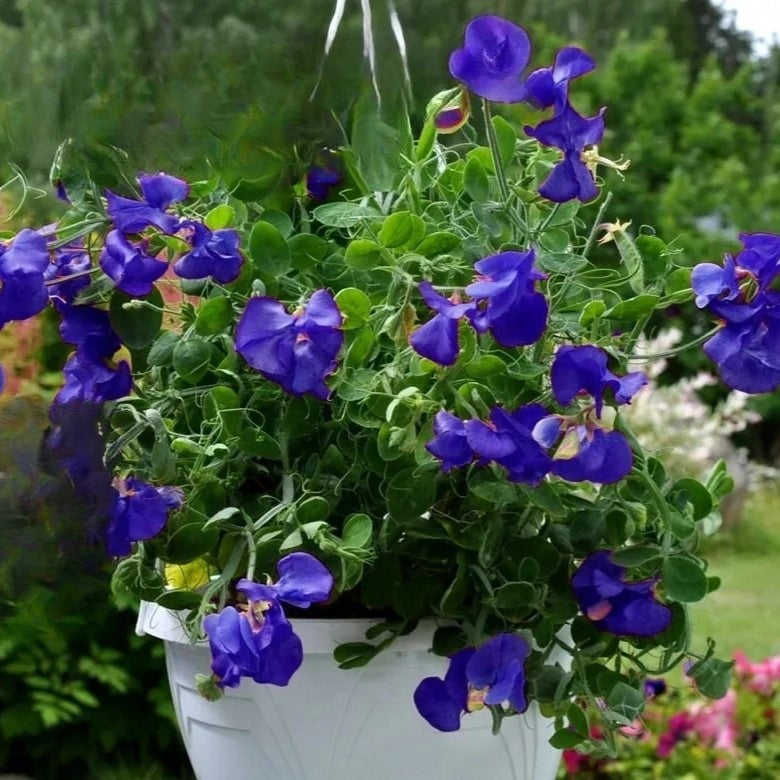 Sweet Pea Dwarf - Navy Blue - 20 seeds (Lathyrus odoratus)