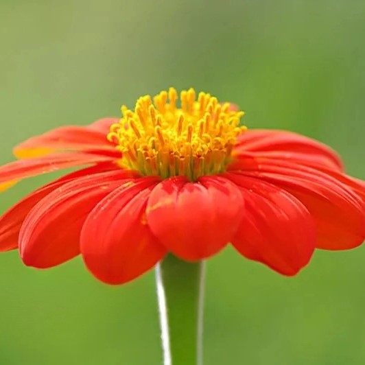 Mexican Sunflower Scarlet Red - 120 seeds (Tithonia speciosa)