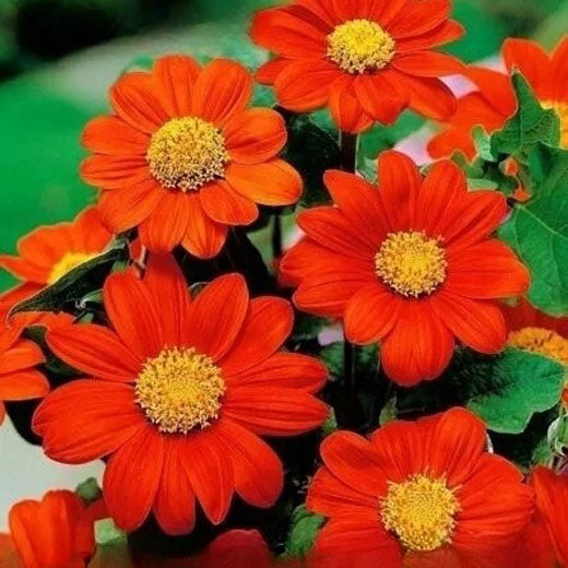 Mexican Sunflower Scarlet Red - 120 seeds (Tithonia speciosa)