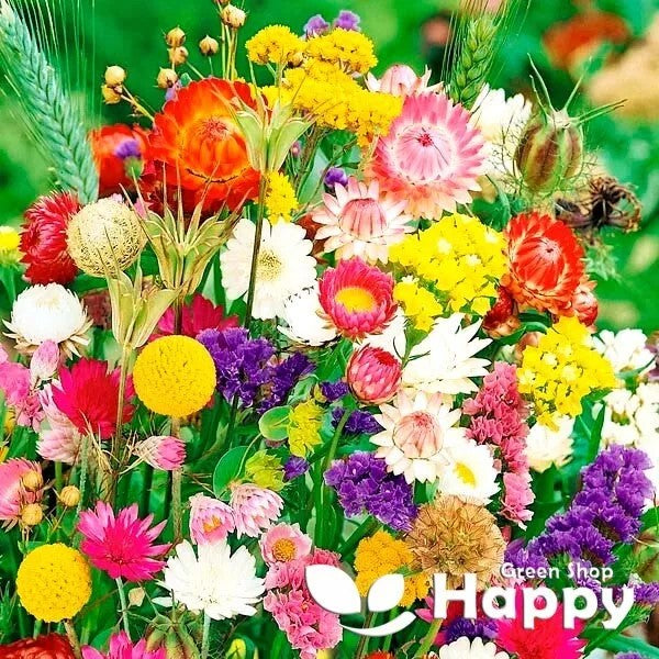 Everlasting flower mix - 1g of seeds | Perfect for dryflower bouquets