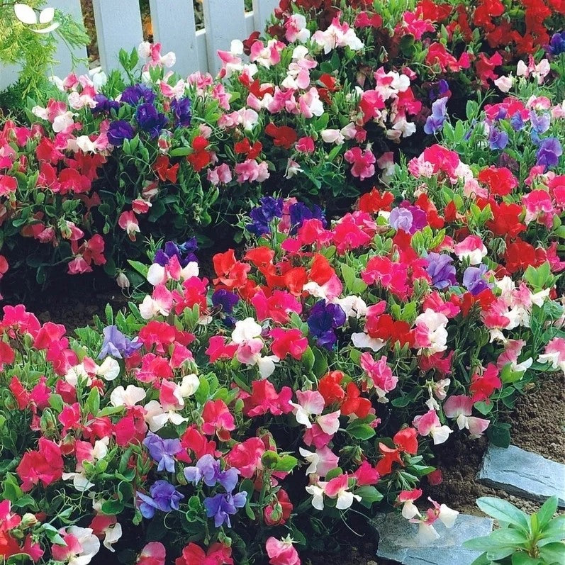 Sweet Pea Extra Dwarf 'Little Sweetheart' Mix - 20 seeds (Lathyrus odoratus)