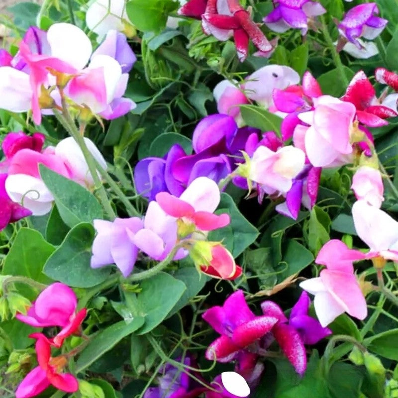 Sweet Pea Extra Dwarf 'Little Sweetheart' Mix - 20 seeds (Lathyrus odoratus)