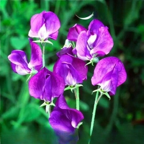Sweet Pea Old Spice "Violet Queen" - 20 seeds (Lathyrus Odoratus)