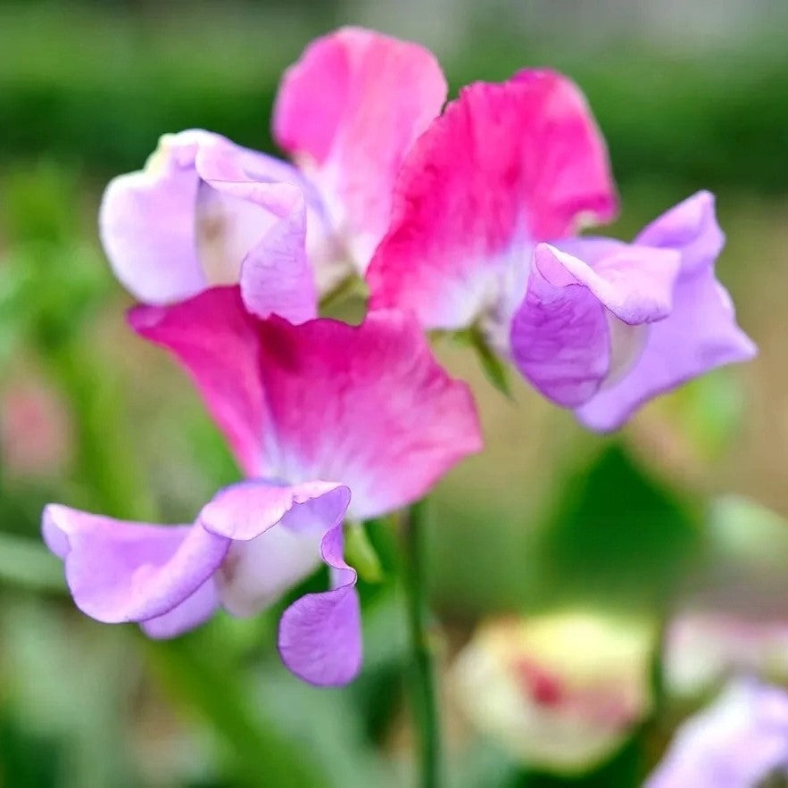 Sweet Pea "Prima Ballerina Tricolor" - 15 seeds  (Latyrus odoratus)
