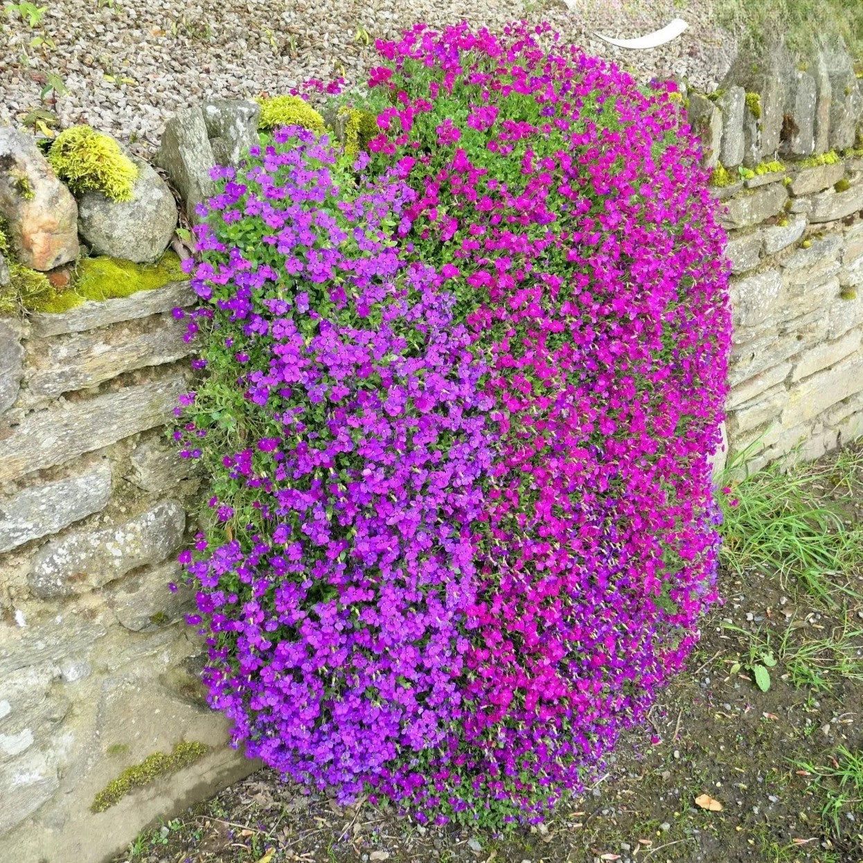 Rock Cress Cascade Purple - 300 seeds (Aubrieta cultorum hybrida)