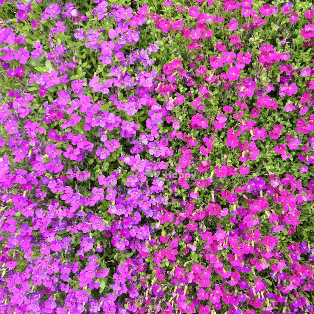 Rock Cress Cascade Purple - 300 seeds (Aubrieta cultorum hybrida)