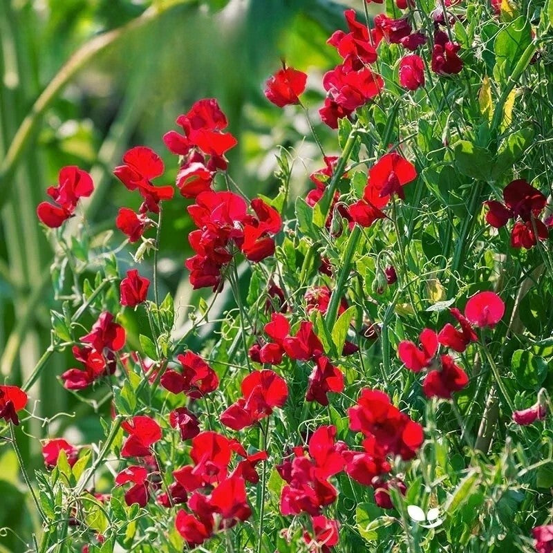 Sweet Pea - Winston Churchill - 30 seeds (Lathyrus Odoratus)