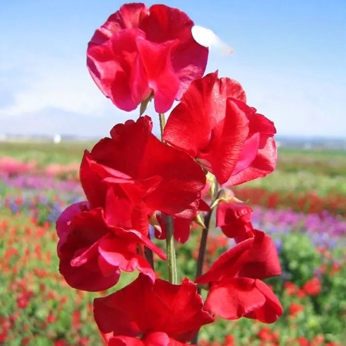 Sweet Pea - Winston Churchill - 30 seeds (Lathyrus Odoratus)