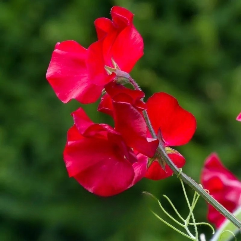 Sweet Pea - Winston Churchill - 30 seeds (Lathyrus Odoratus)