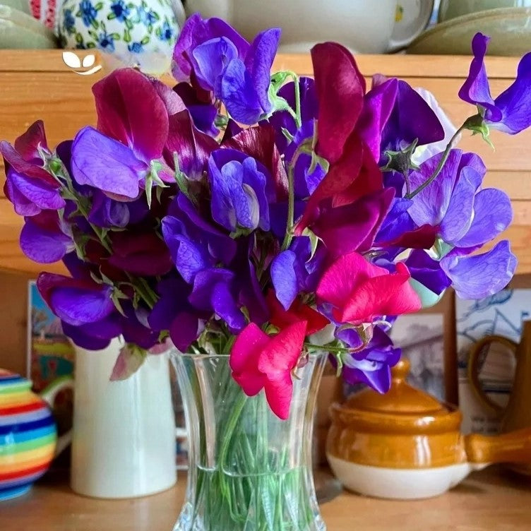 Sweet Pea Old Spice 'Starry Nights' - 15 seeds (Lathyrus odoratus)