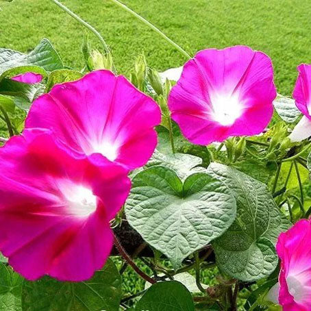 Morning Glory 'Crimson Rambler' - 100 seeds - (Ipomoea purpurea)