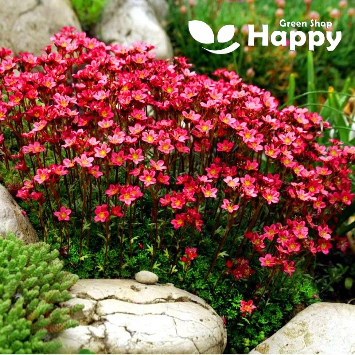 Saxifraga Purple Robe - 1000 seeds - Saxifraga arendsii