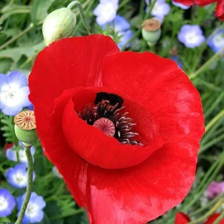 Tulip Poppy - 5 000 seeds (Papaver glaucum)