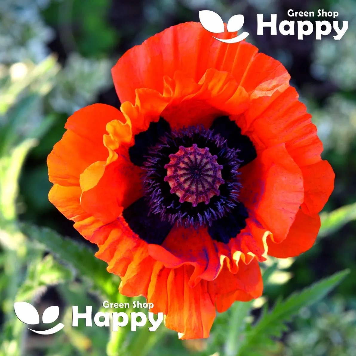 Tulip Poppy - 5 000 seeds (Papaver glaucum)