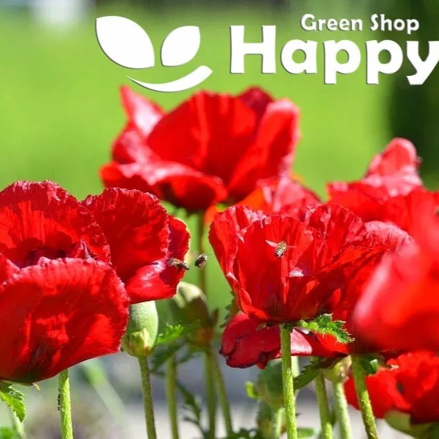 Tulip Poppy - 5 000 seeds (Papaver glaucum)