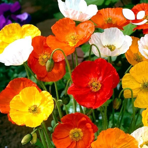 Iceland Poppy Artists Glory Mix- 2000 seeds (Papaver nudicaule)