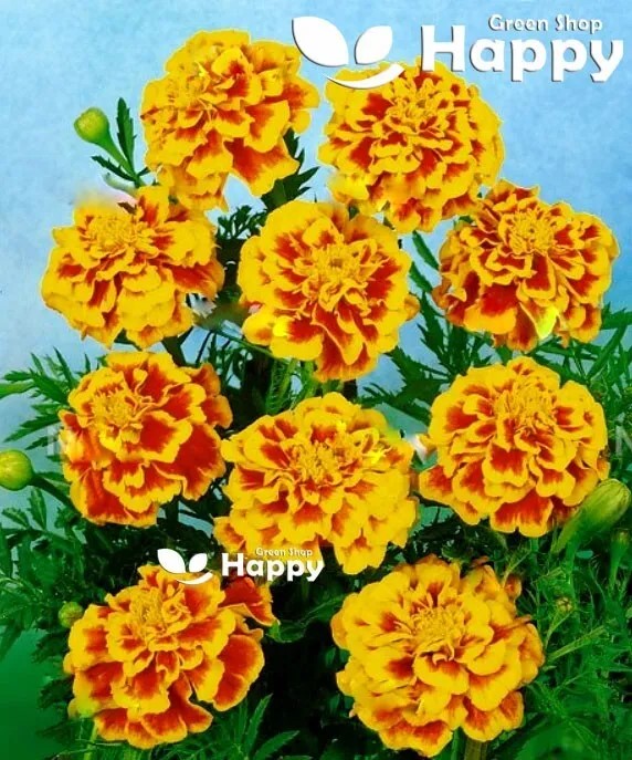French Marigold - Del Sol - 300 seeds (Tagetes patula nana)
