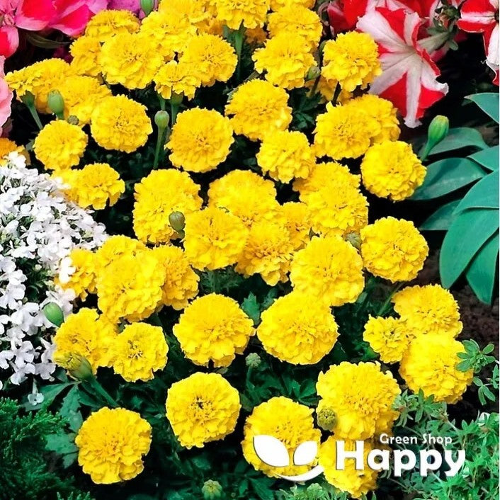 French Marigold "Gypsy Sunshine" - 350 seeds (Tagetes patula nana)