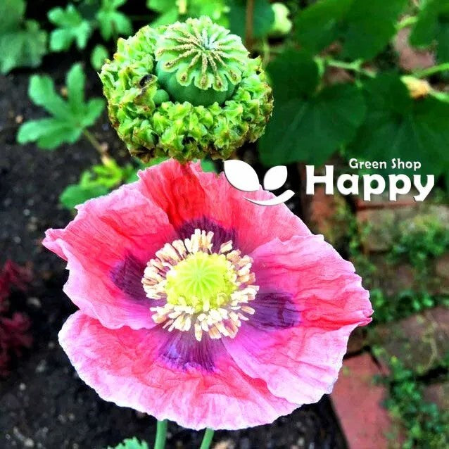 Poppy Hen & Chickens - 500 seeds (Papaver somniferu)