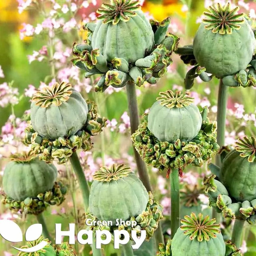 Poppy Hen & Chickens - 500 seeds (Papaver somniferu)