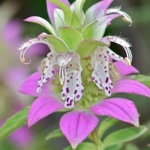 Purplish Lilac Lemon Bee Balm Mint- 400 seeds (Monarda punctata)