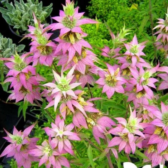 Purplish Lilac Lemon Bee Balm Mint- 400 seeds (Monarda punctata)