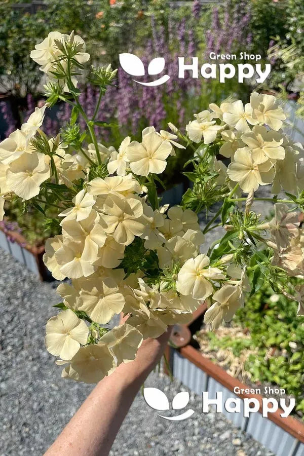 Drummond's Phlox Isabellina - 300 seeds (Phlox drummondii grandiflora)