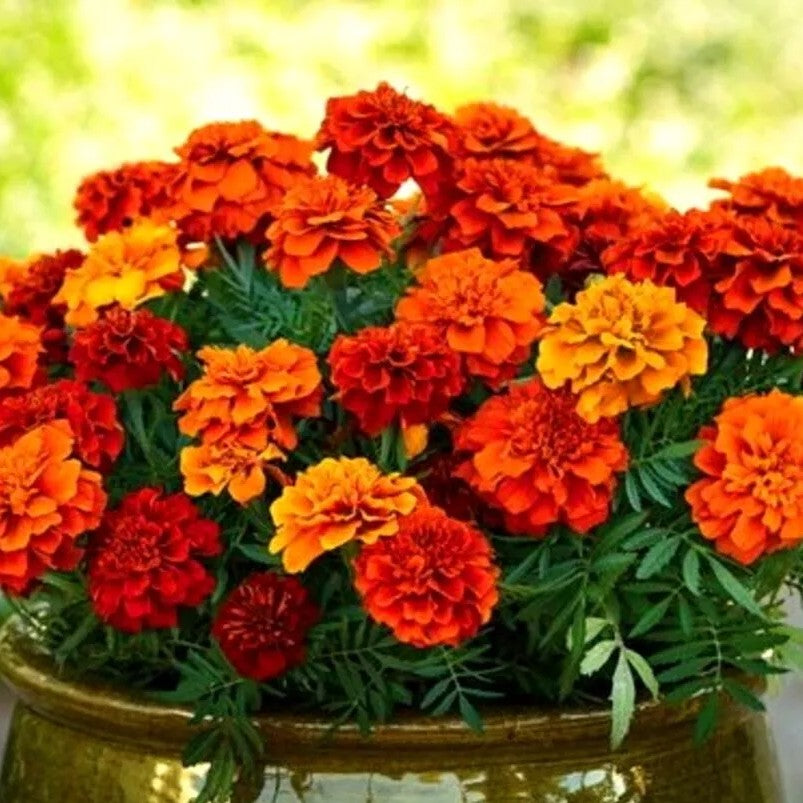 French Marigold 'carmen' - 350 seeds (Tagetes patula nana)