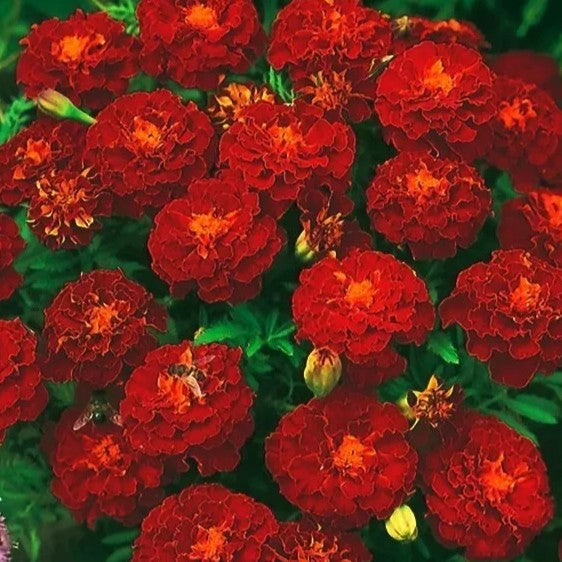 French Marigold 'carmen' - 350 seeds (Tagetes patula nana)