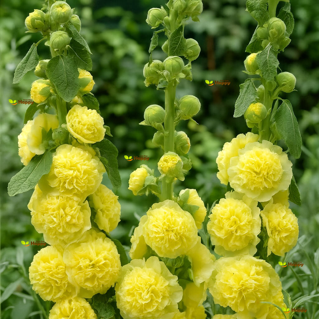Hollyhock - Chaters Double Yellow - 40 seeds (Althaea rosea)