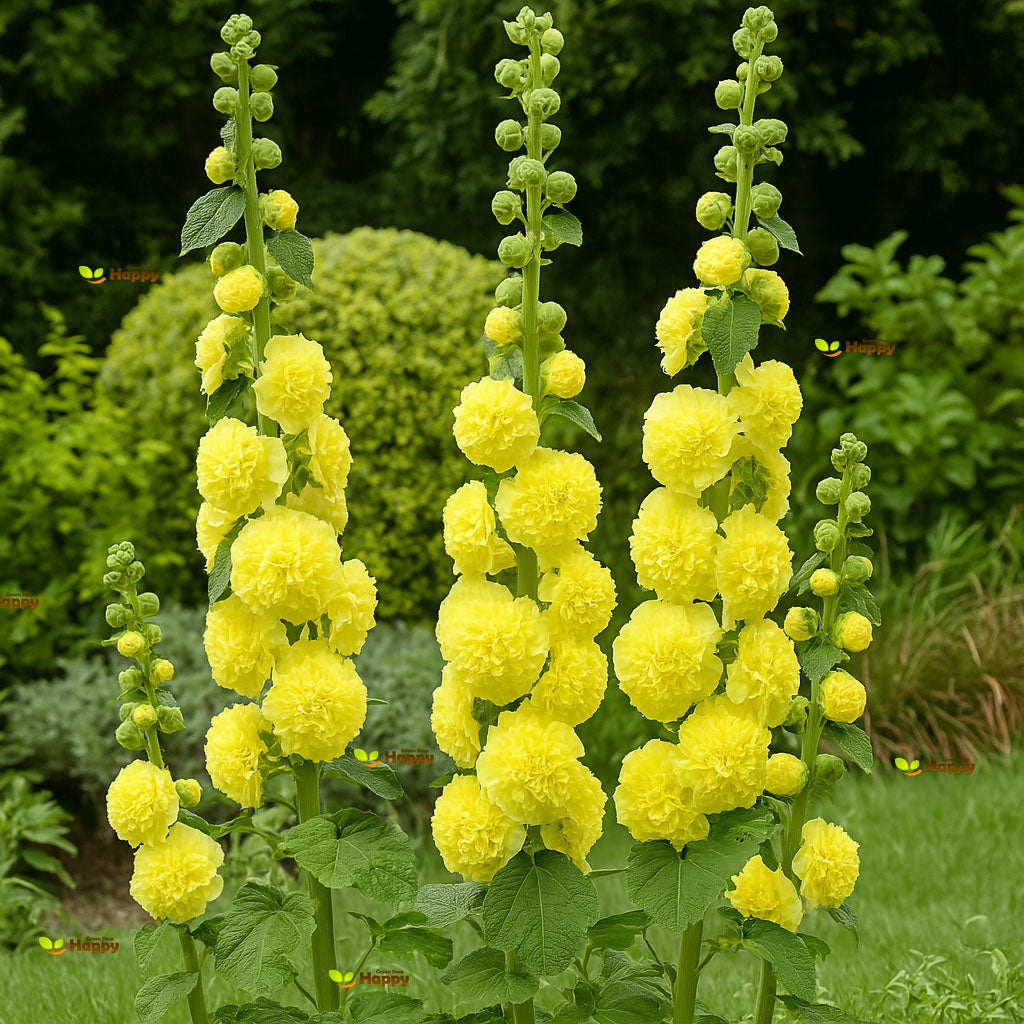 Hollyhock - Chaters Double Yellow - 40 seeds (Althaea rosea)