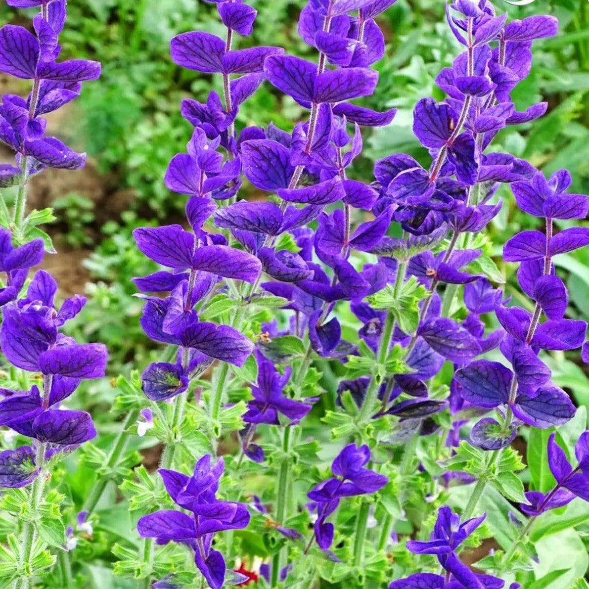 Clary Sage "Blue Monday" - 200 seeds (Salvia horminum)