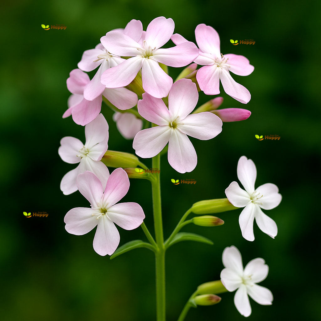 Soapwort - 300 seeds (Saponaria officinalis)