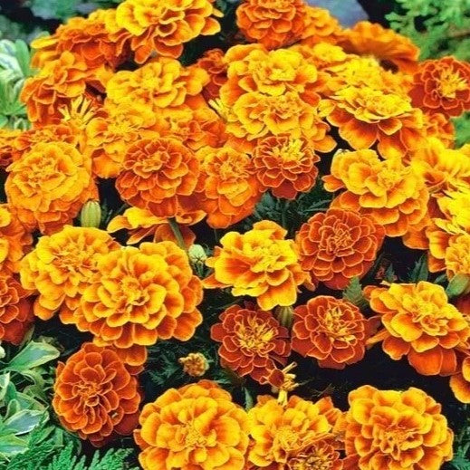 French Marigold 'Queen Sophia' - 250 seeds (Tagetes patula nana)